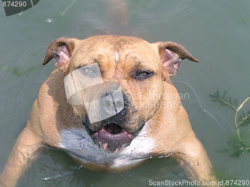 Image of Staffordshire Bull Terrier portrait