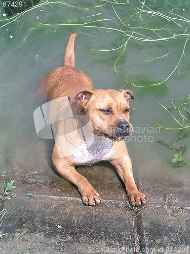 Image of Staffordshire Bull Terrier