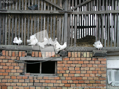 Image of White doves in the rural