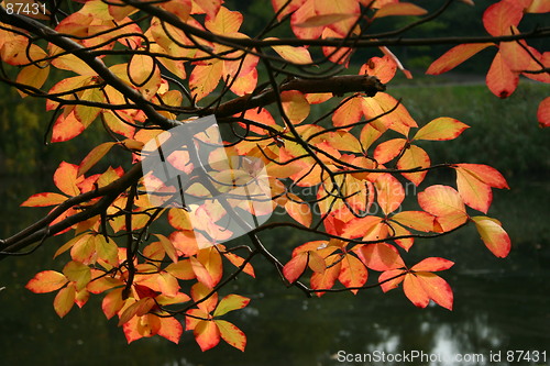 Image of golden autumn
