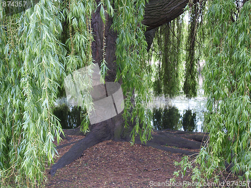 Image of Weeping Willow