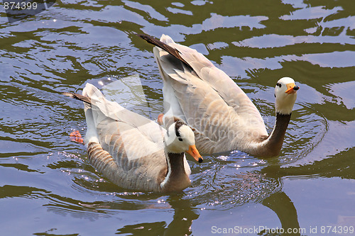 Image of Two ducks