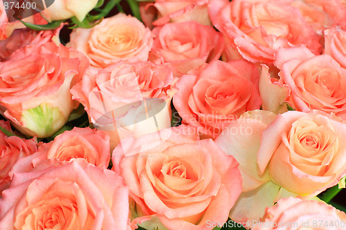 Image of Roses