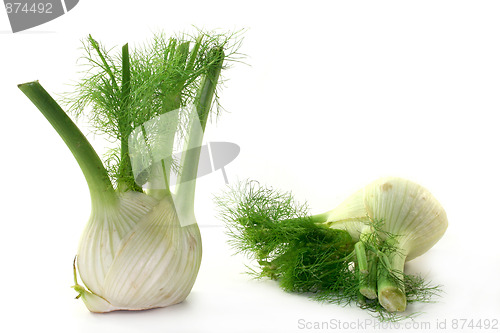 Image of Fennel