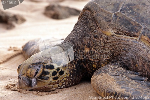 Image of Hawaiian Turtle