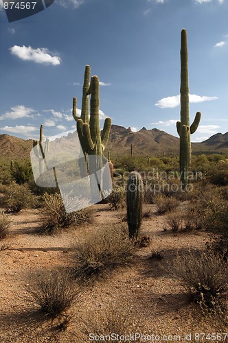 Image of Desert Road