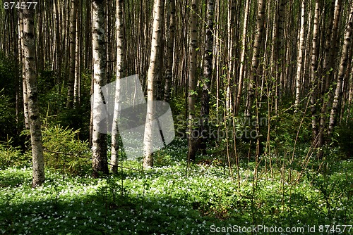 Image of Spring Birch Forest With Windflowers