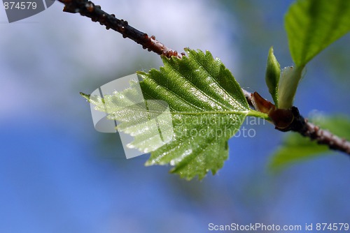 Image of Spring Birch Tree 