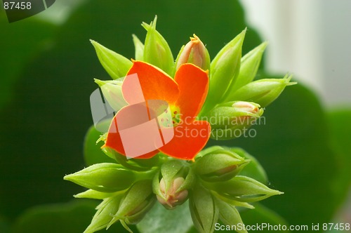 Image of Red Kalanchoe #3