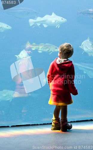 Image of Child at aquarium
