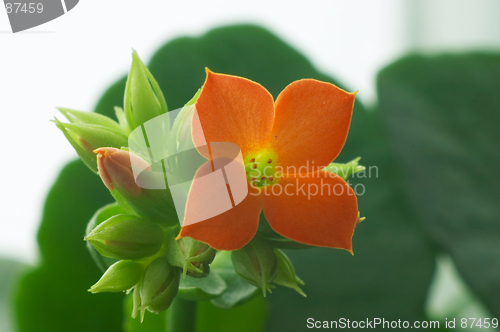 Image of Red Kalanchoe #4