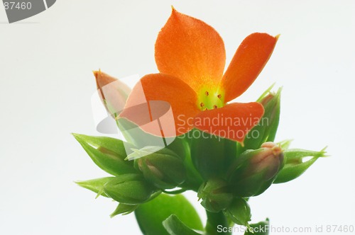 Image of Red Kalanchoe #5