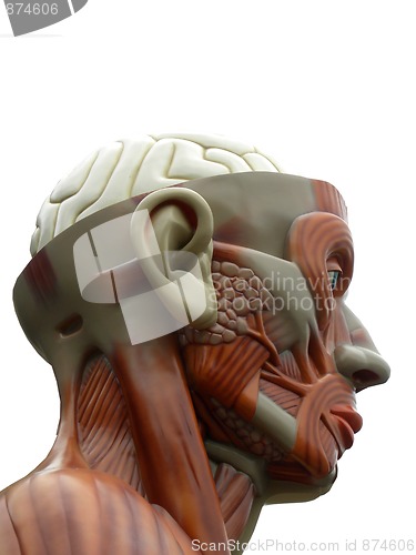 Image of human head - muscle