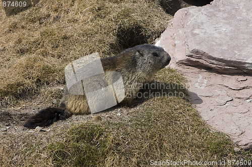 Image of Marmot