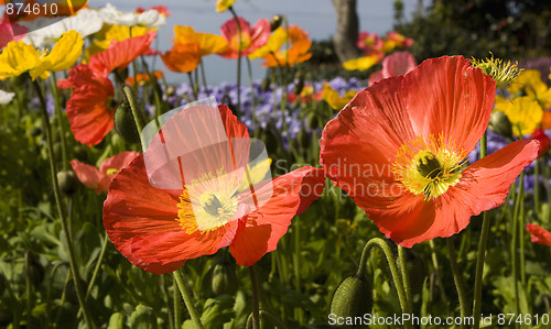 Image of Flowers