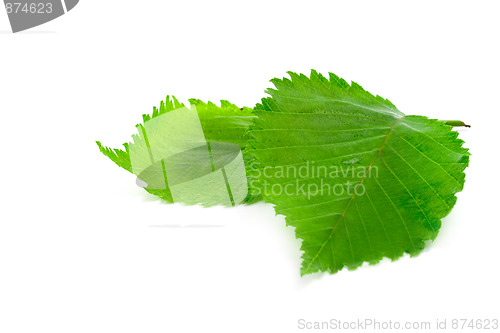 Image of green wet leaves