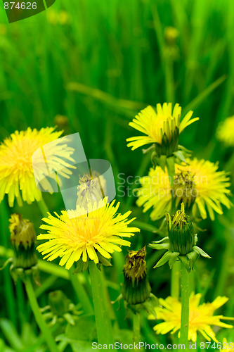 Image of flowering dandelion