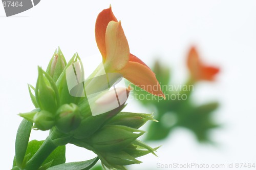 Image of Red Kalanchoe #9