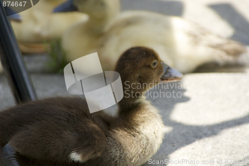 Image of brown duckling