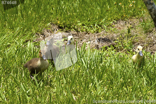 Image of four ducklings