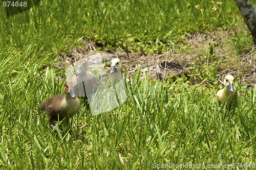 Image of four ducklings