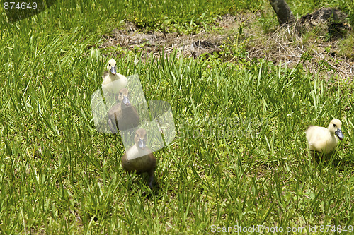 Image of four little ducklings