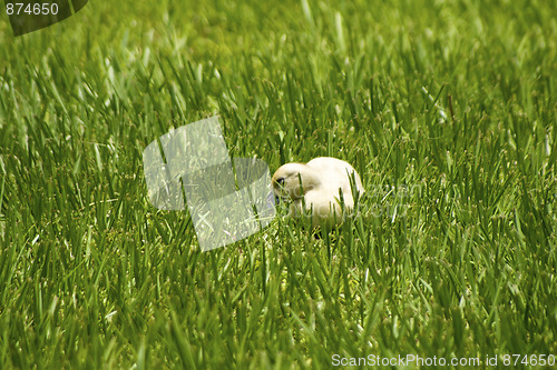 Image of lone duckling