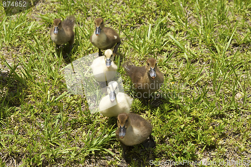 Image of six ducklings