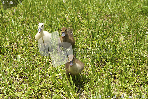 Image of three ducklings