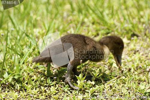 Image of ugly duckling