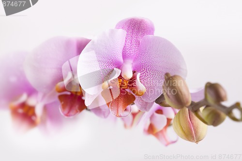 Image of Pink Orchid