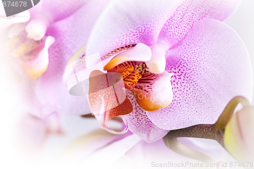 Image of Pink Orchid