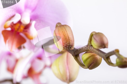 Image of Pink Orchid