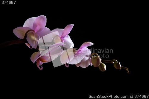 Image of Pink Orchid