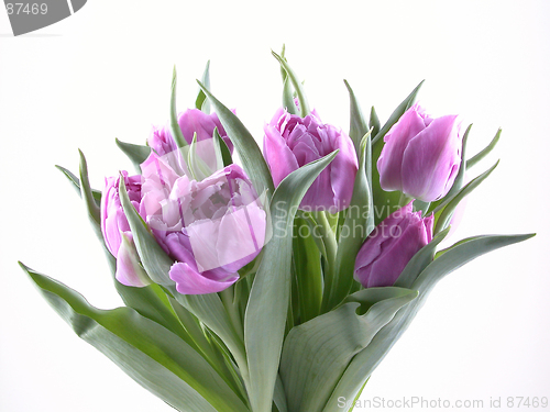 Image of tulips