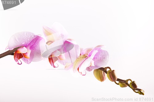 Image of Pink Orchid