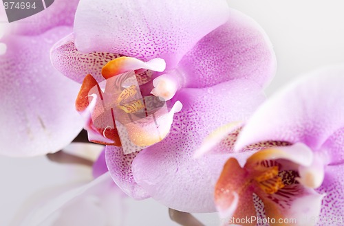 Image of Pink Orchid