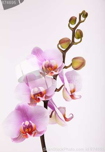 Image of Pink Orchid