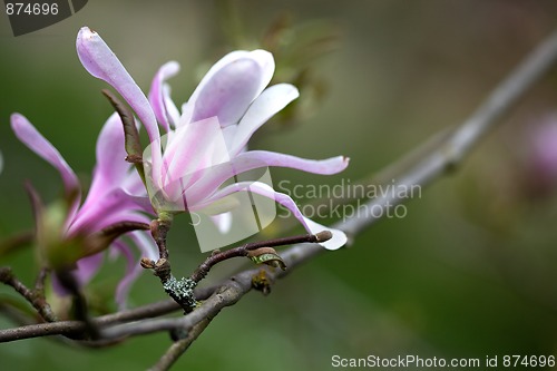 Image of Magnolia Blossoms