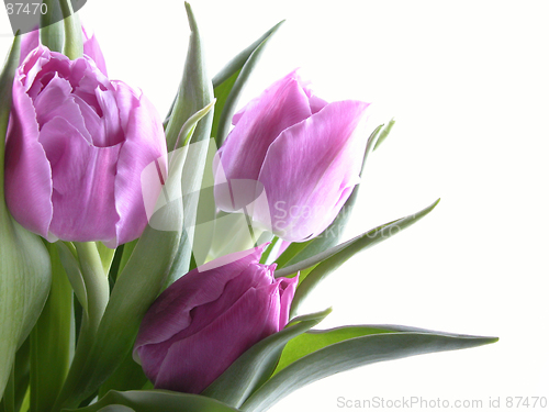 Image of spring time