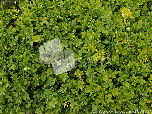 Image of Leaves background