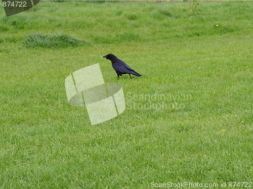 Image of Black crow