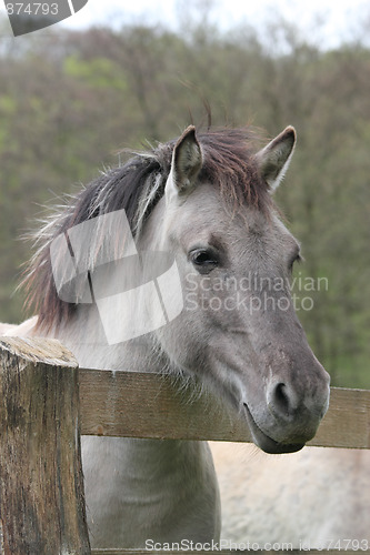 Image of tarpan at a fence