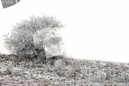 Image of winter scene with frozen tree