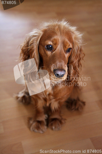 Image of English Cocker Spaniel Baby Dog