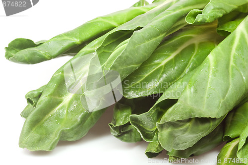 Image of Chard