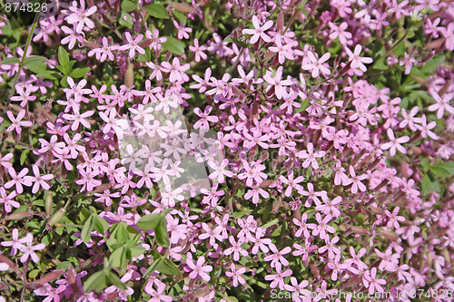 Image of Flowerbed