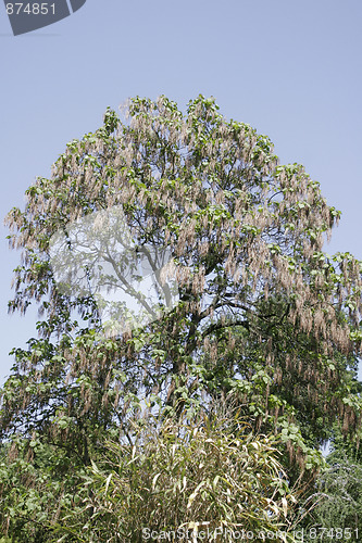 Image of Treetop