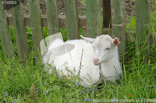 Image of Goatling lying on the grass