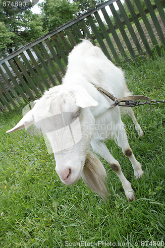 Image of White nanny goat